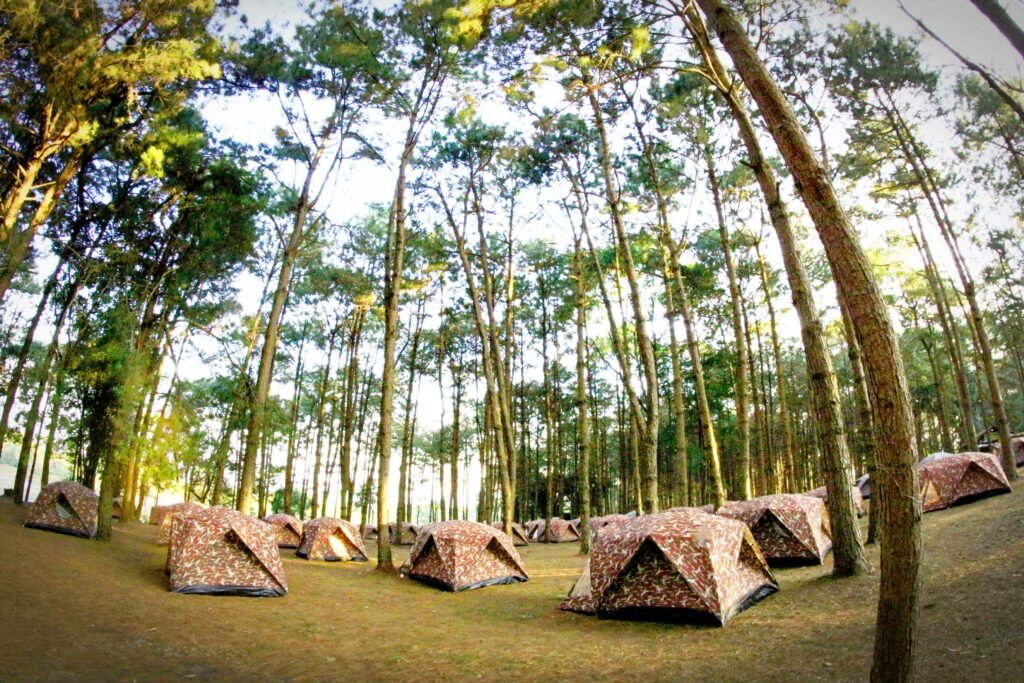 Tranquil camping area with tents in a sunlit pine forest, ideal for nature and relaxation.